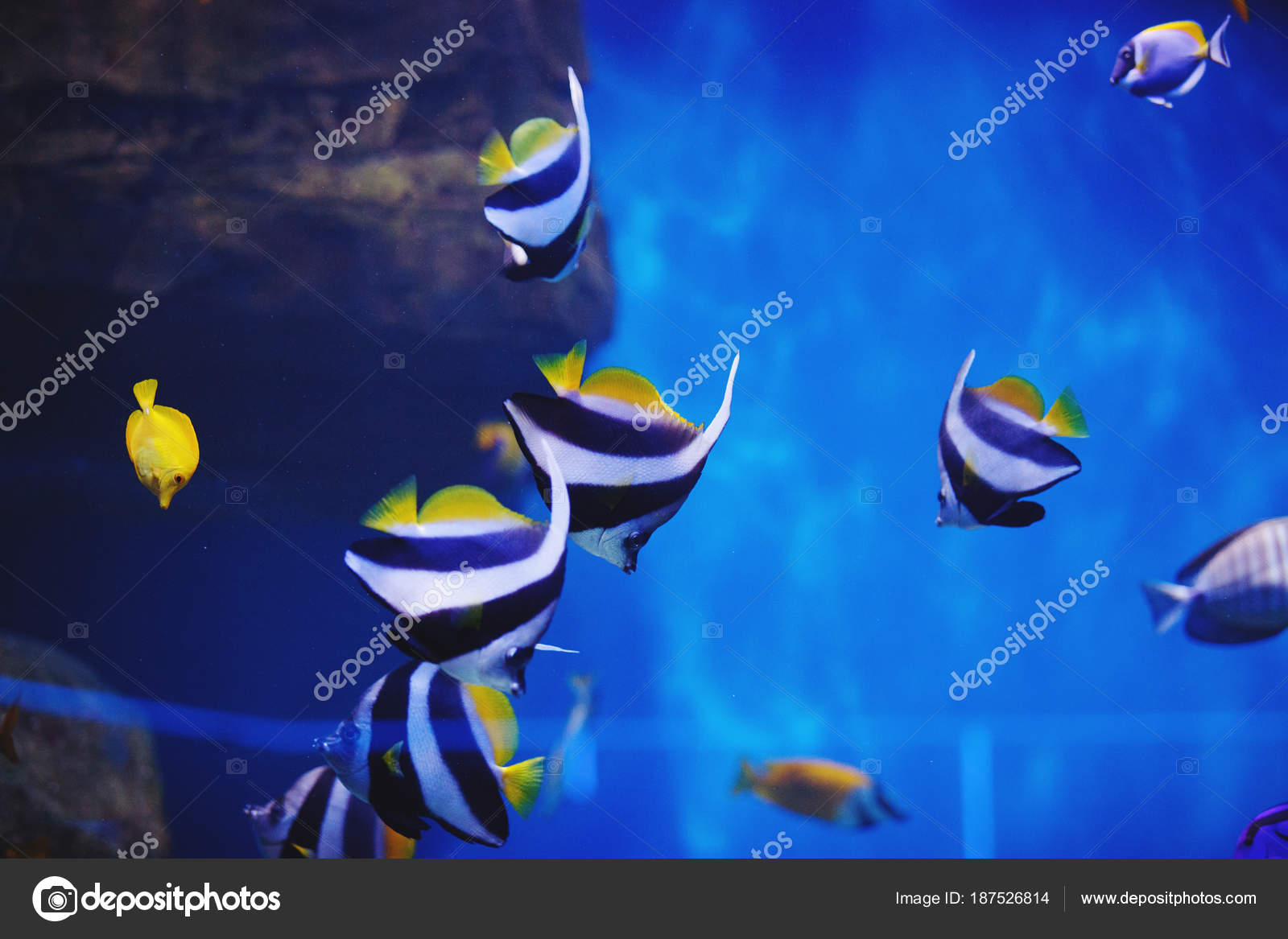 AQUARIO DA SCARICA