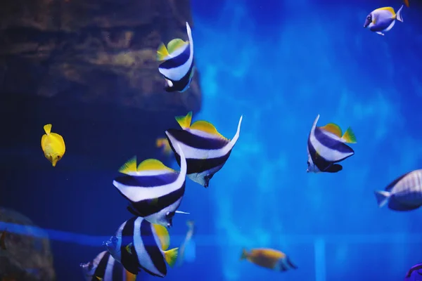 Aquarium colourfull fishes in dark deep blue water