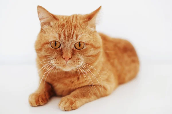 Большая пушистая красная кошка с оранжевыми глазами лежит на белом столе и смотрит в камеру — стоковое фото