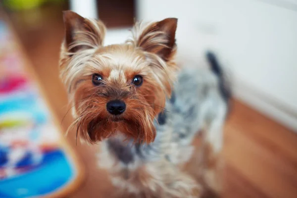 Yorkshire Terrier pequeño perro mira a la cámara de pie en el —  Fotos de Stock