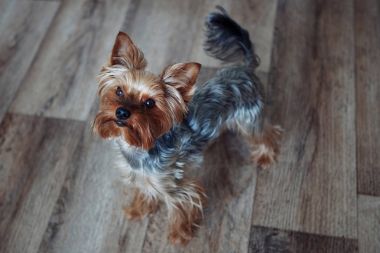 Yorkshire terrier stands on the floor clipart