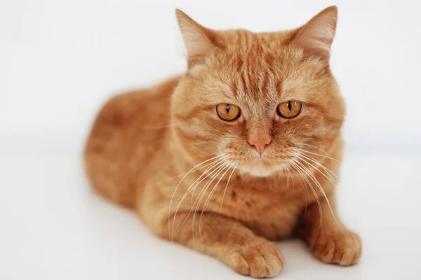 Большая пушистая красная кошка с оранжевыми глазами лежит на белом столе и смотрит в камеру — стоковое фото
