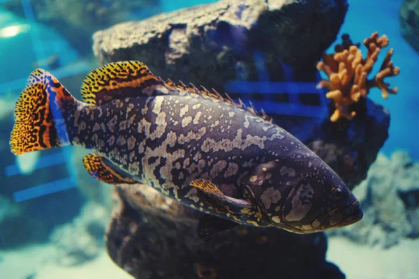 Multicolored piękne ryby w akwarium z wodą niebieski — Zdjęcie stockowe
