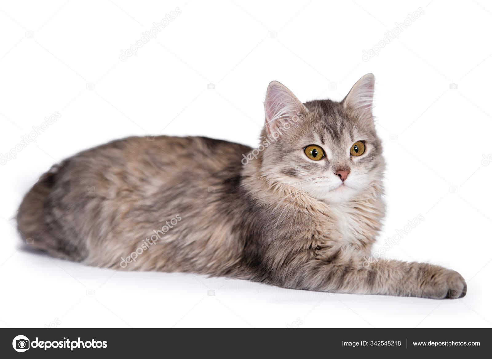 Tabby hotsell angora cat