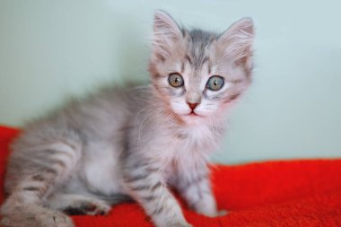 Tatlı kedi yavrusu..