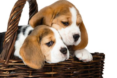 İki safkan köpek yavrusu..