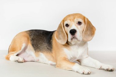Beagle köpek.