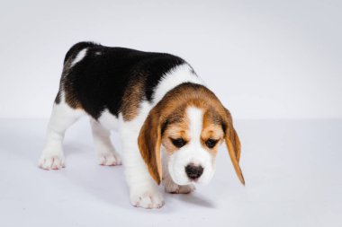 Beyaz arka planda köpek yavrusu.