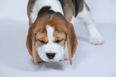 Beyaz arka planda köpek yavrusu.