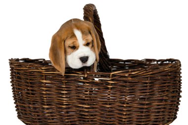 Beagle köpek.