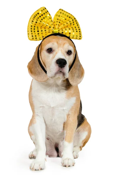 Purebred Beagle dog with a yellow bow. — Stok fotoğraf