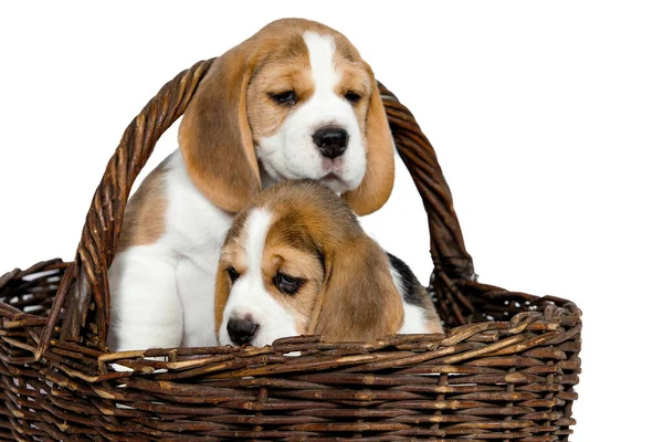 Dos cachorros de raza pura de un perro Beagle . — Foto de Stock