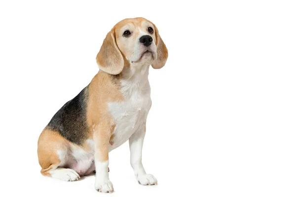 Beagle kutya. — Stock Fotó