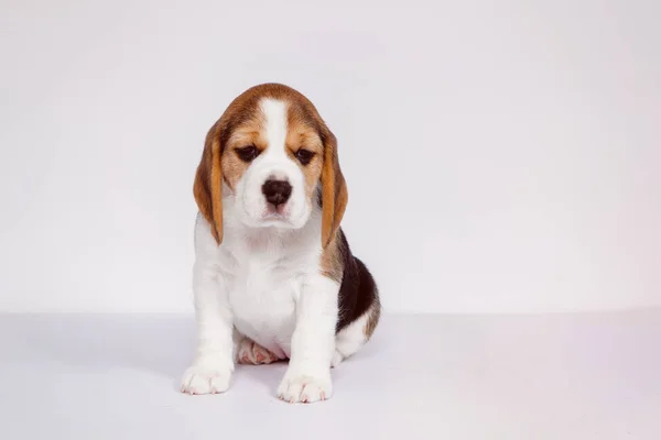 Puppy beagle sobre un fondo blanco. — Foto de Stock