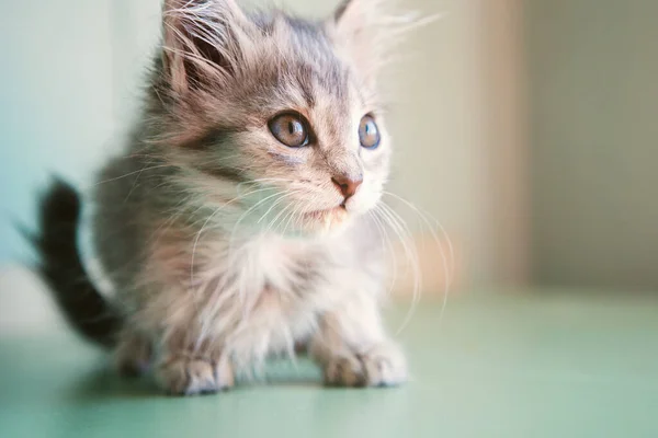 Kucing abu-abu . — Stok Foto