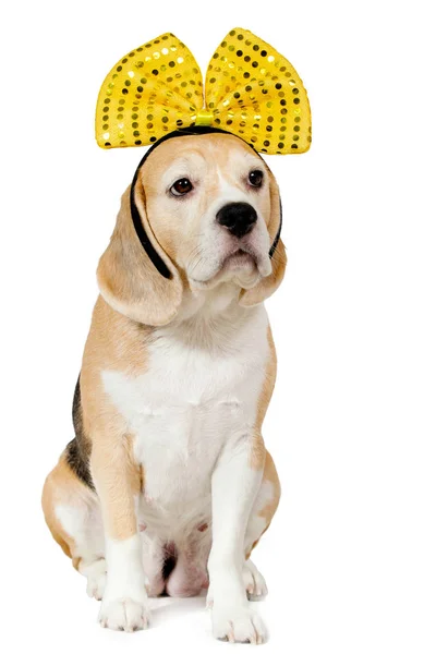 Purebred Beagle dog with a yellow bow. — Stock Photo, Image