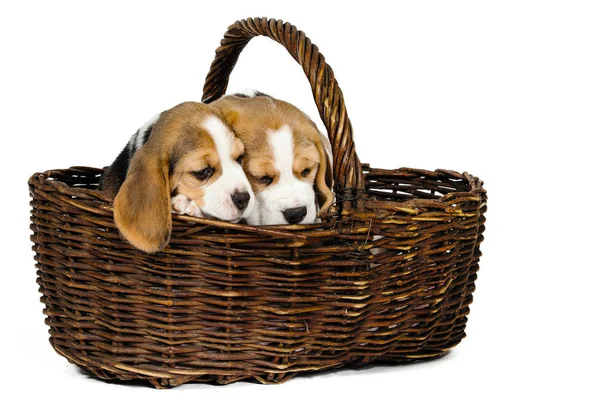 Two purebred puppies of a Beagle dog. — Stock Photo, Image