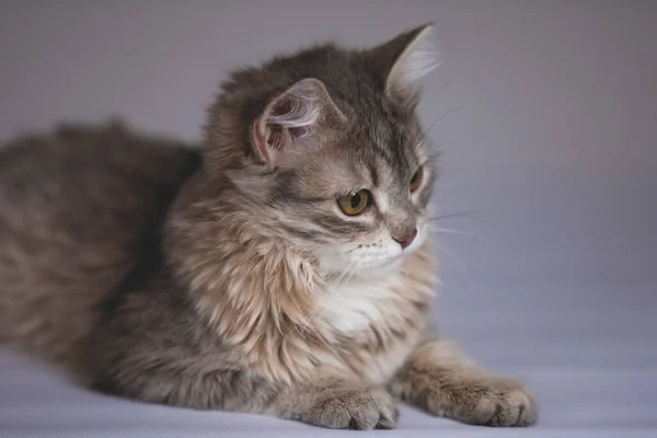 Grå fluffiga katten. — Stockfoto