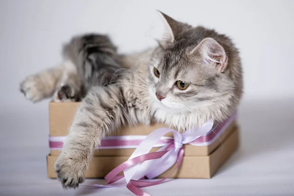 Cute cat in brown box. Stock Photo