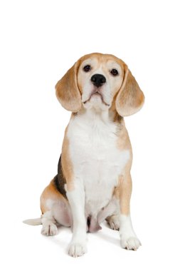 Beagle köpek.