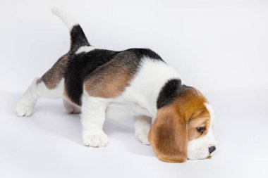 Beyaz arka planda köpek yavrusu.