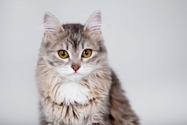 gri tüylü kedi.