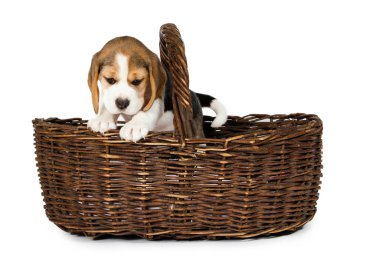 Beyaz arka planda köpek yavrusu.