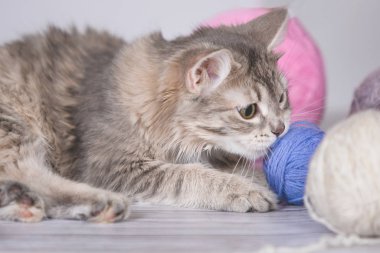 Gri kedi ve yün top.