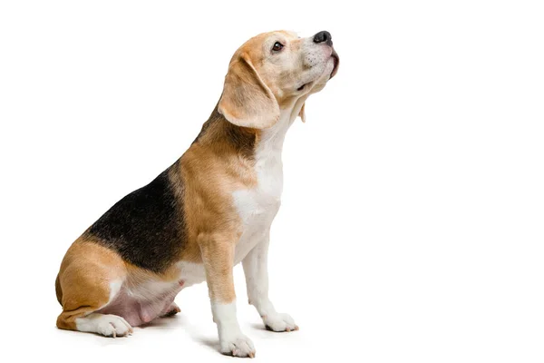 Beagle kutya. — Stock Fotó