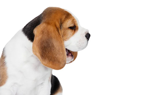 Puppy beagle sobre un fondo blanco. —  Fotos de Stock