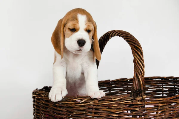 Beagle hund. — Stockfoto