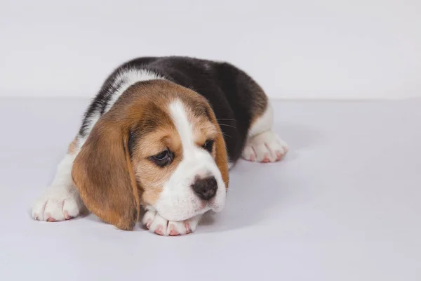 Cachorrinho beagle em um fundo branco. — Fotografia de Stock