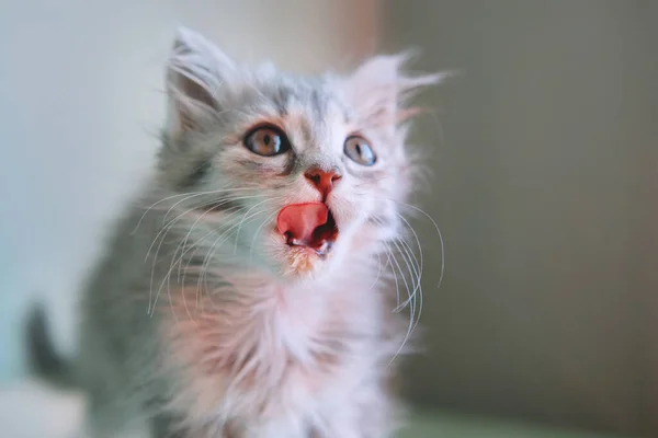 Gatito gris lame sus labios . —  Fotos de Stock