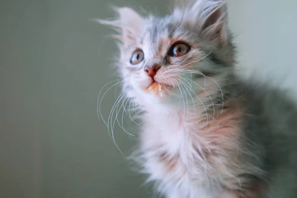 Grijze kitten. — Stockfoto