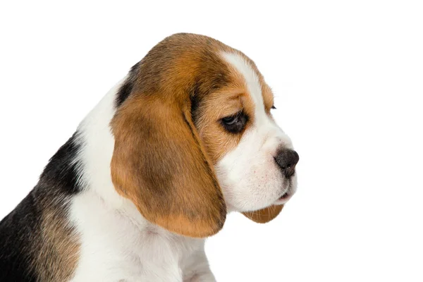Kiskutya beagle egy fehér háttér. — Stock Fotó