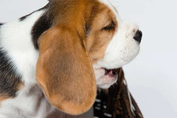 Cachorro de pura raza de un perro Beagle . —  Fotos de Stock