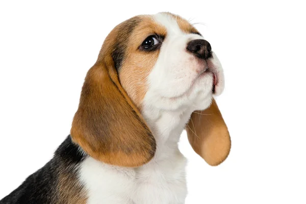Kiskutya beagle egy fehér háttér. — Stock Fotó