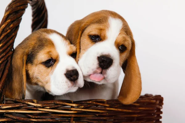 Två renrasiga valpar av en Beagle hund. — Stockfoto