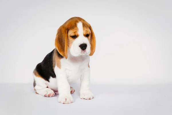 Puppy beagle sobre un fondo blanco. — Foto de Stock