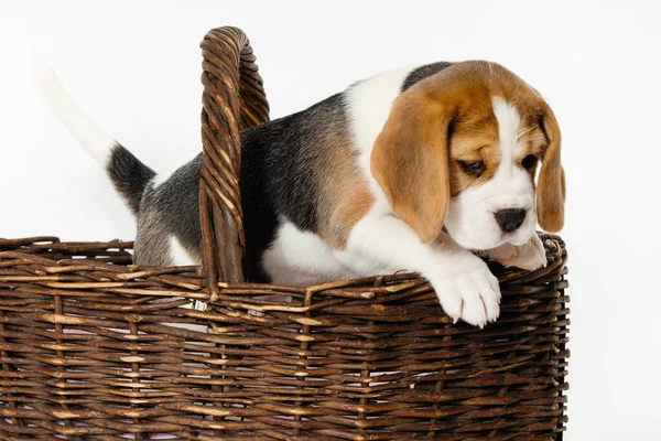 Beagle dog. — Stock Photo, Image