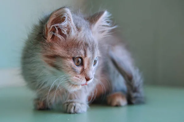 Gray sweet kitten. — Stock Photo, Image