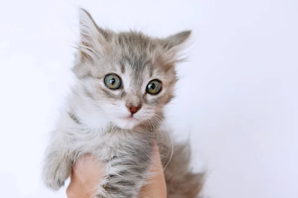 Cute sweet kitten. — Stock Photo, Image