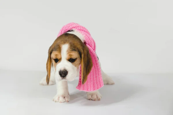 Puppy beagle sobre un fondo blanco. — Foto de Stock
