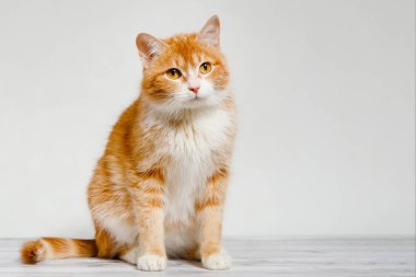 Beyaz bir duvarın arka planında beyaz bir kedi oturuyor.