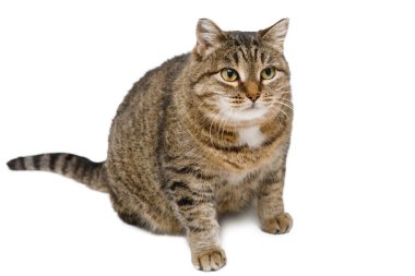 Gri tekir kedi beyaz bir arka planda oturuyor ve kameraya poz veriyor..