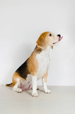 Safkan köpek Beagle soyu stüdyoda beyaz bir arka planda oturuyor..