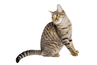 Gri tekir kedi beyaz bir arka planda oturuyor ve kameraya poz veriyor.