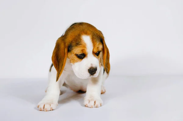 白い背景に子犬のビーグル — ストック写真