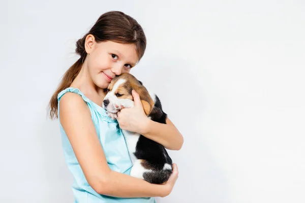 Tini Lány Tartja Kezében Egy Fajtiszta Kölyökkutya Egy Beagle Kutya — Stock Fotó