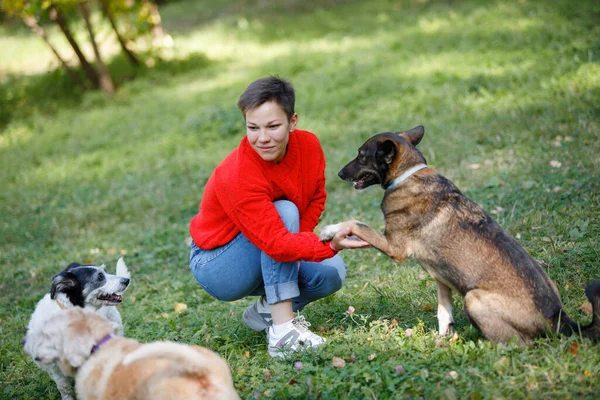 Mujer Joven Juega Con Perros Césped Parque Verano —  Fotos de Stock